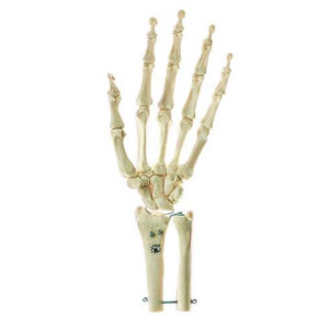 CM3190 skeleton of hand